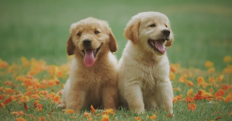 Golden retriever sitting among moving boxes in a home