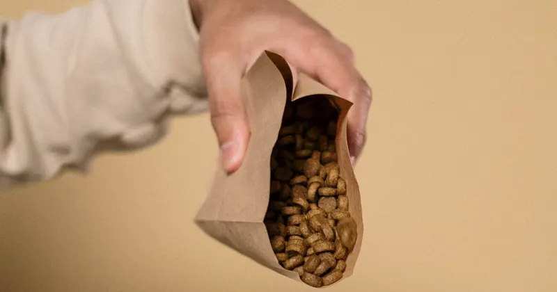 Dog sitting on a couch in a clean living room