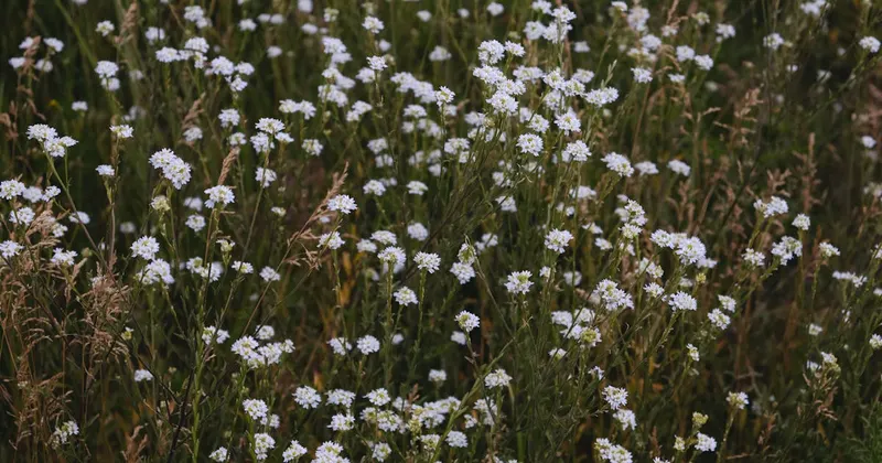 Lush meadow of blooming wildflowers releasing spring pollen