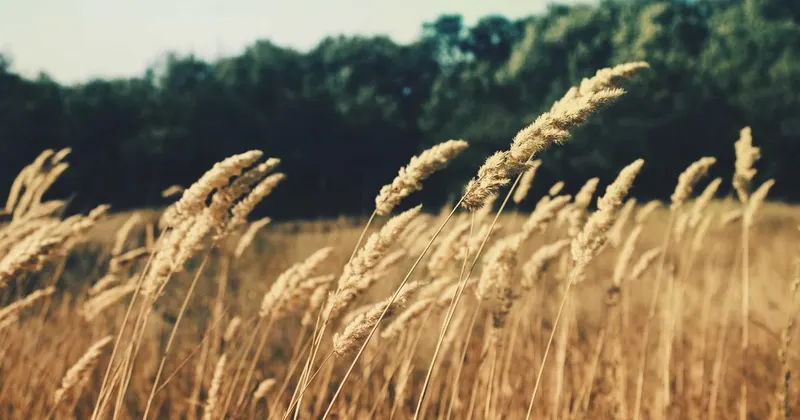 Natural hardwood floor being cleaned with plant-based solution